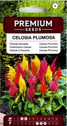 Celosia Plumosa Mixed Seed
